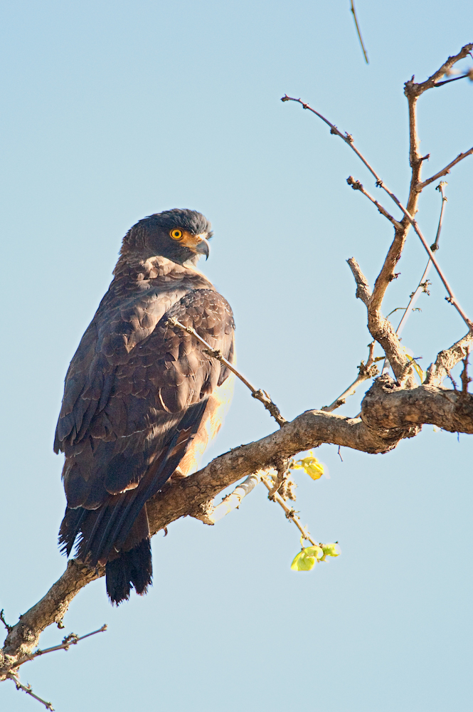 Jim Corbett-_DSC4554-Edit.jpg